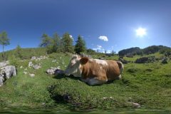 cow-scaled