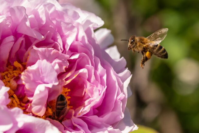Bienchen flieg herum.
